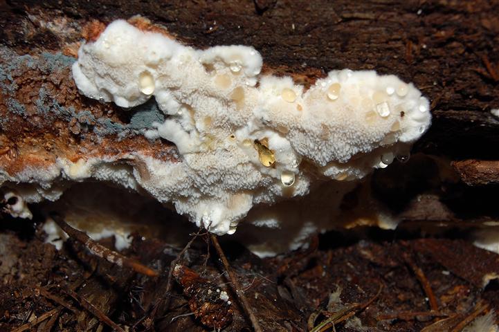Secondo ritrovamento (Parmastomyces mollissimus)